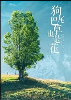 《狗尾巴草也是花》