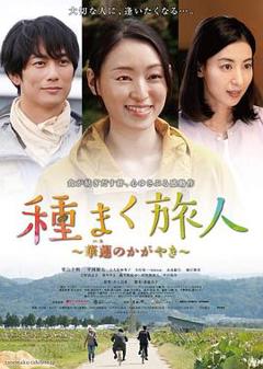 播种的旅人：华莲的光辉