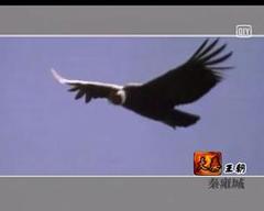 《中国十大王朝》