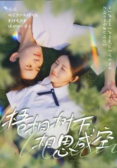 《梧桐树下，相思成空》